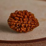 Two Mukhi Rudraksha - Image 2