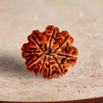 Nine Mukhi Rudraksha - Image 2