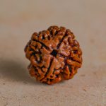 Four Mukhi Rudraksha - Image 2