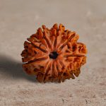 Ten Mukhi Rudraksha - Image 2