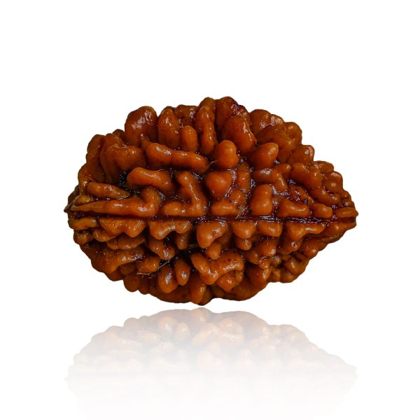 Two Mukhi Rudraksha