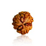 Three Mukhi Rudraksha