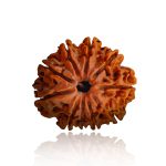 Ten Mukhi Rudraksha